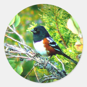 Rufous mit Seiten versehener Towhee-Spatz Runder Aufkleber