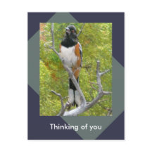 Rufous-Sided Towhere Nature Postcard