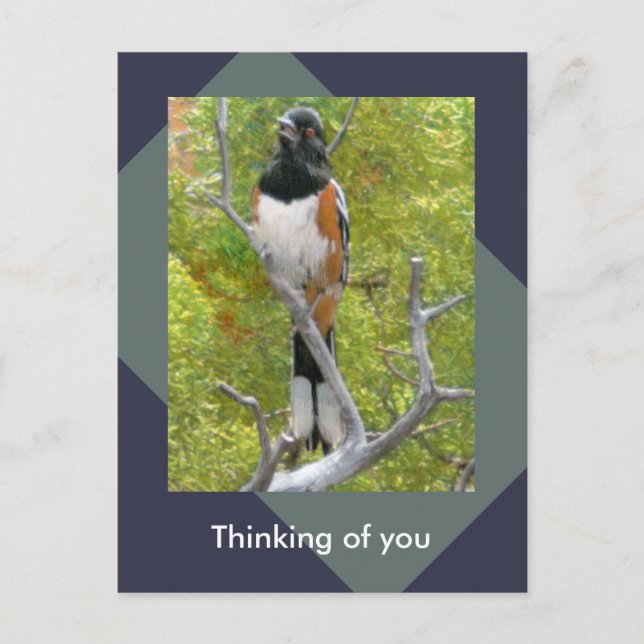 Rufous-Sided Towhere Nature Postcard Postkarte (Vorderseite)