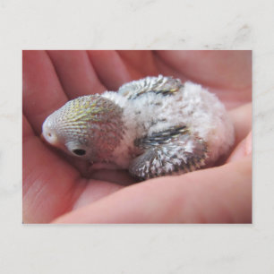 Rufus im Alter von 16 Tagen Postkarte
