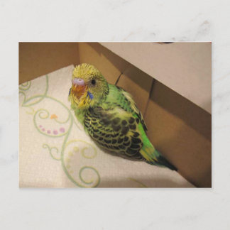 Rufus im Alter von 4 Wochen Postkarte