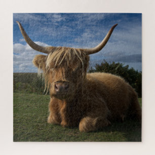 Rugged Highland Cow
