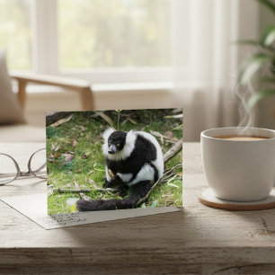 Ruhe im Wilden: Schwarz-Weiß-Ruffed Lemur Postkarte