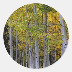 Ruhe in Gold und Green Aspen Runder Aufkleber