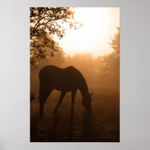 Ruhe - Pferdeweiden bei Sonnenaufgang Poster
