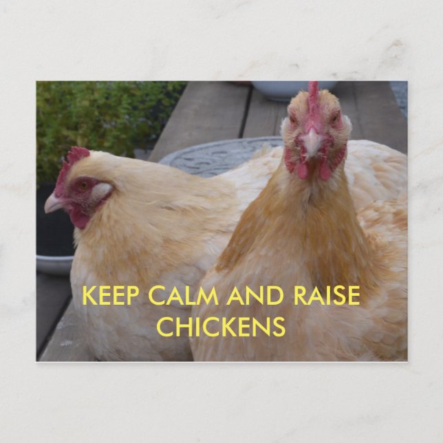Ruhe und Hühner auf der Postkarte behalten (Vorderseite)