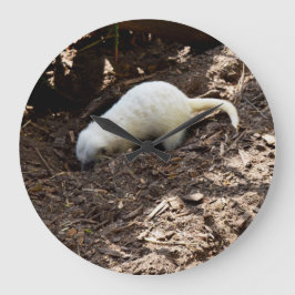 Ruheloser Hunger: Weißes Meerkat Graben für eine M Große Wanduhr