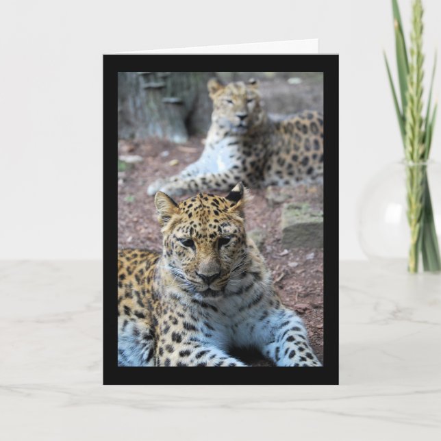 Ruhende Leoparden Karte (Vorderseite)