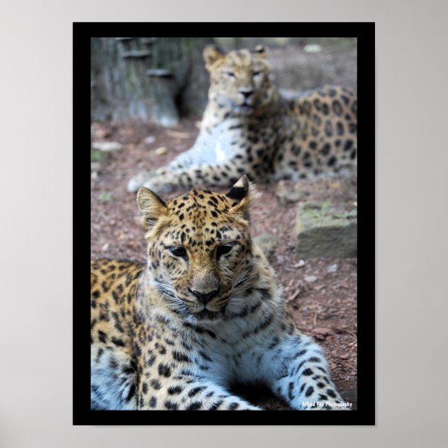 Ruhende Leoparden Poster (Vorne)