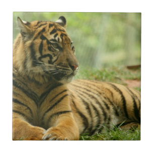 Ruhender Tiger Kachel