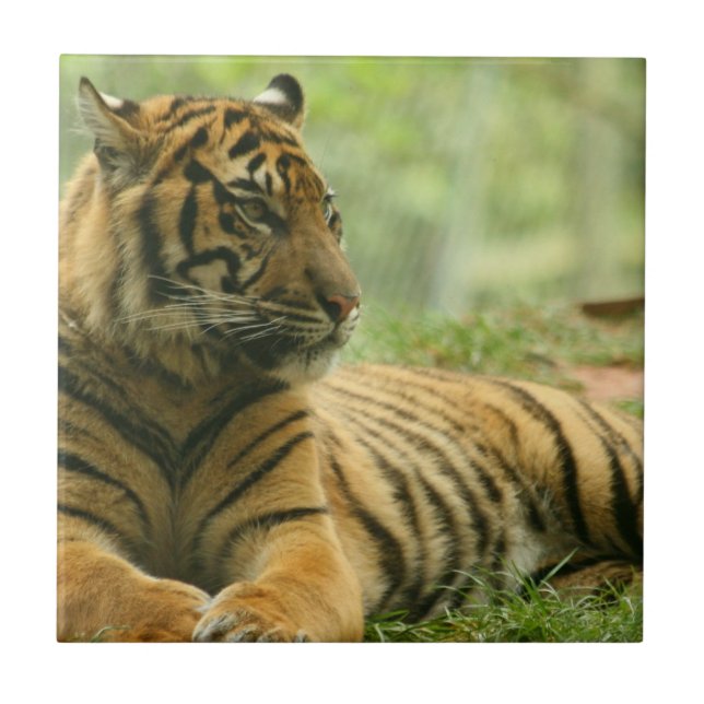 Ruhender Tiger Kachel (Vorderseite)