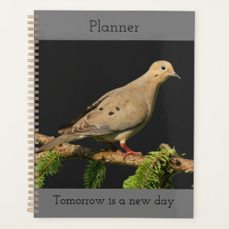 Ruhestaube Planer