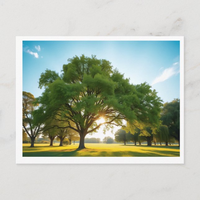 Ruhezeit mit einem großen Baum – Postkarte (Vorderseite)