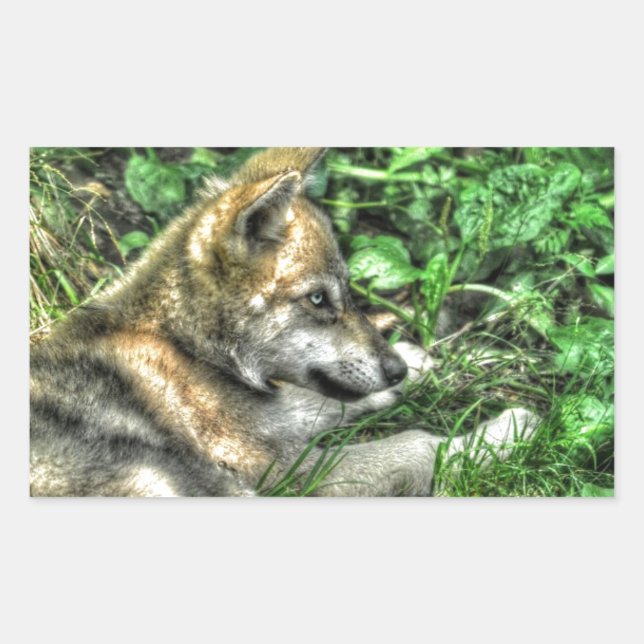 Ruhige Baby Wolf Pup Wildlife Foto Rechteckiger Aufkleber (Vorderseite)
