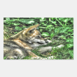 Ruhige Baby Wolf Pup Wildlife Foto Rechteckiger Aufkleber