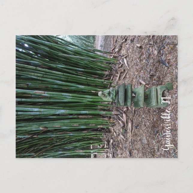 Ruhige Reflektion Postkarte (Vorderseite)