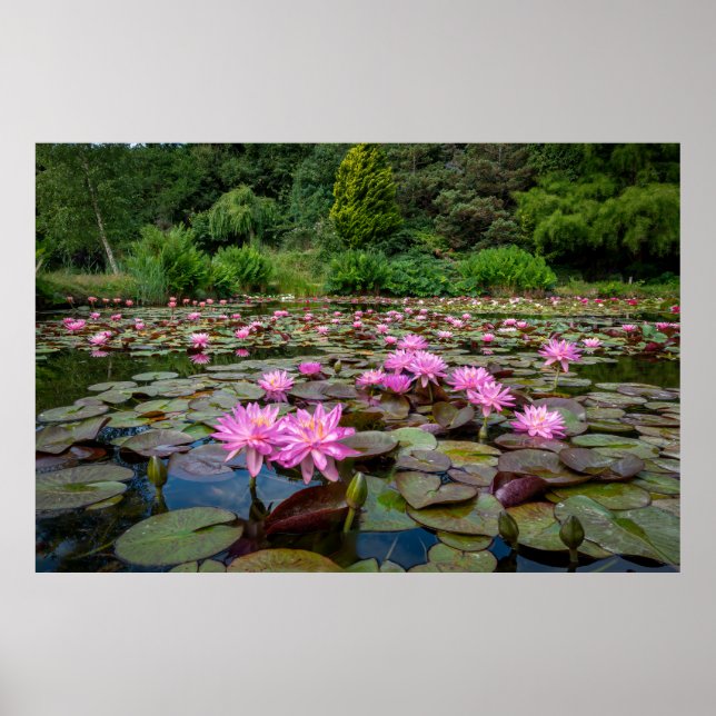 Ruhige Reflektionen: rosa Wasserlilien Poster (Vorne)