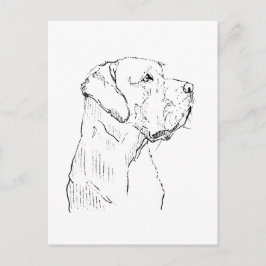 Ruhiger Labrador Retriever Postkarte