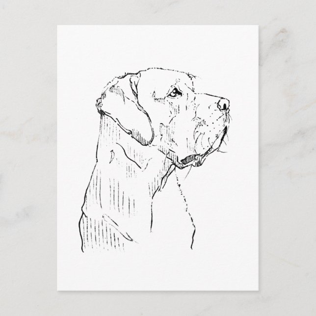Ruhiger Labrador Retriever  Postkarte (Vorderseite)