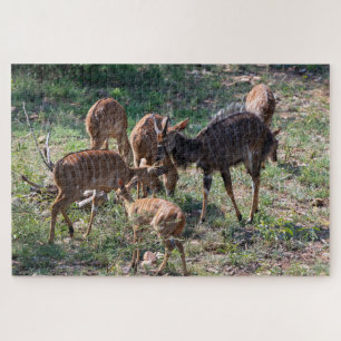 Ruhiges Antilopen – Afrikanische Natur