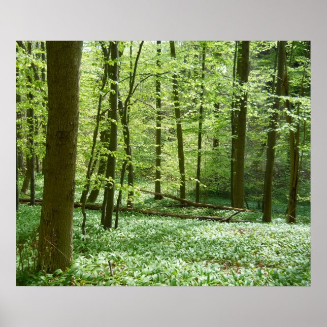 ruhiges Waldposter Poster (Vorne)