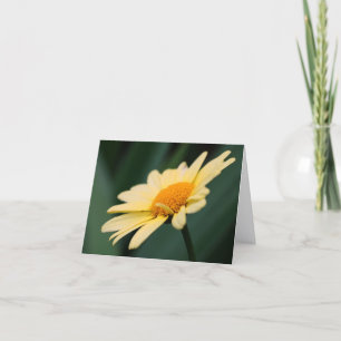 Ruhmreiche Daisy-Blumenfotografie