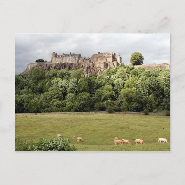 Rührschaf Postkarte (Vorderseite)