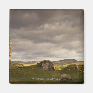 Ruinen der Burg Cessford mit Schafweiden Magnet