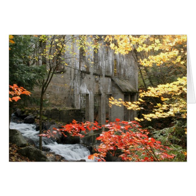 Ruines de Willson, Québec. (Devant horizontal)
