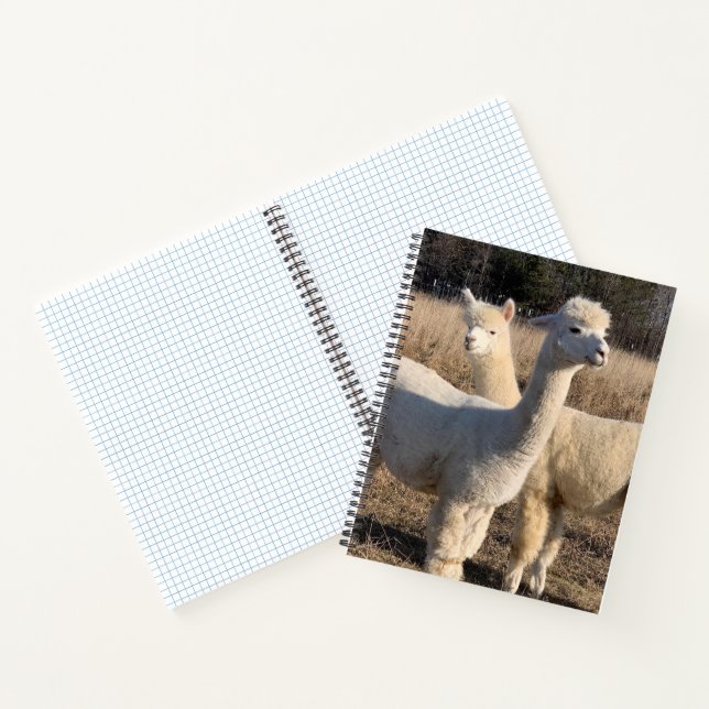 Ruled Spiral Notebook - Abby & Bailey Alpaca Notizbuch (Innenseite)