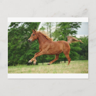 Run Baby Run Postkarte