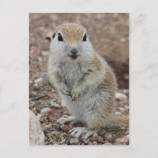 Rund-schwänzendes Baby-Ground-Eichhörnchen Postkarte