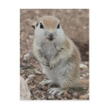 Rund-schwänzendes Baby-Ground-Eichhörnchen