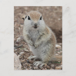 Rund-schwänzendes Baby-Ground-Eichhörnchen Postkarte