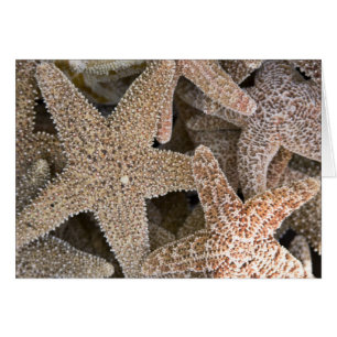 Rund um die Starfish