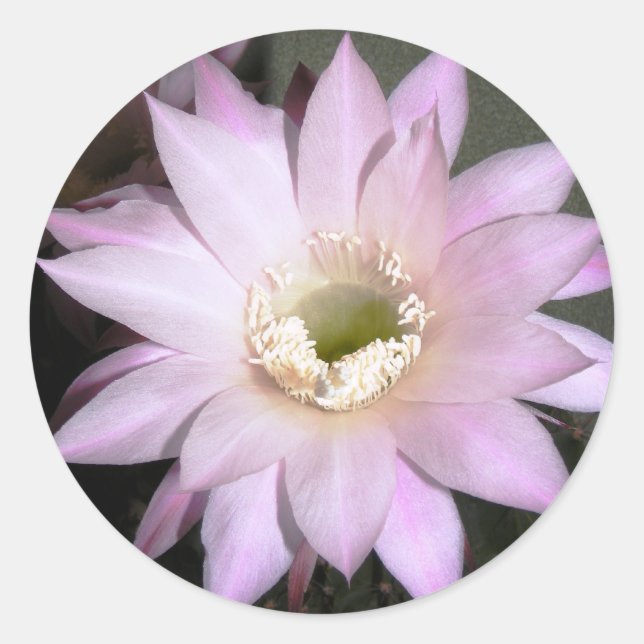 Rundaufkleber mit Kakteen-Blume Runder Aufkleber (Vorderseite)