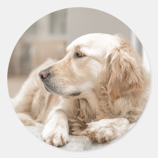 Rundaufkleber mit Portrait des Goldenen Retriever Runder Aufkleber (Vorderseite)