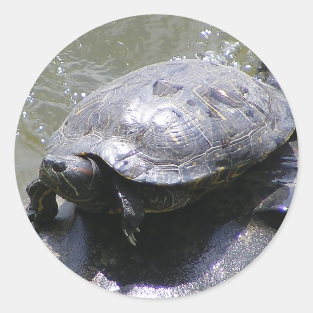 Rundaufkleber mit Schildkröte Runder Aufkleber (Vorderseite)