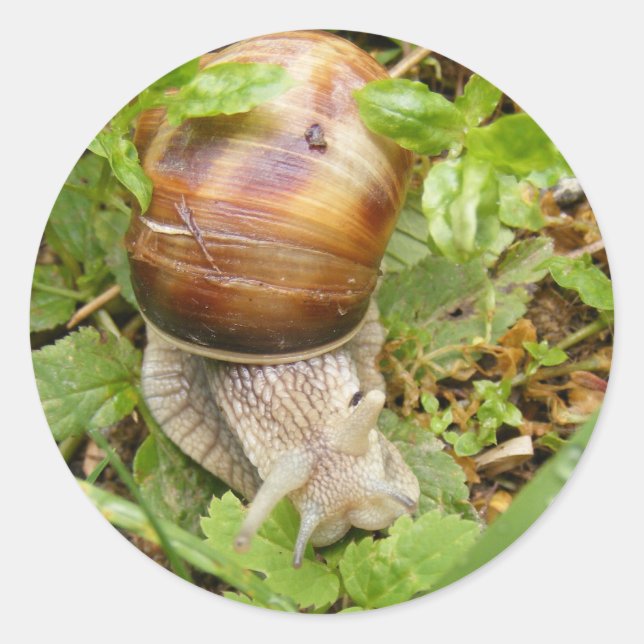 Rundaufkleber mit Schnecke Runder Aufkleber (Vorderseite)