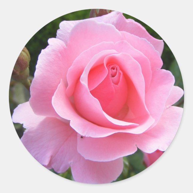 Rundaufkleber mit schöner rosa Rose Runder Aufkleber (Vorderseite)
