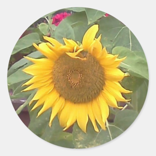 Rundaufkleber mit Sonnenblume Runder Aufkleber (Vorderseite)