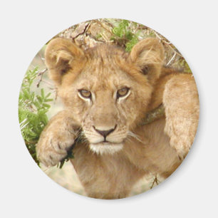 RUNDER Magnet Löwe-CUBs