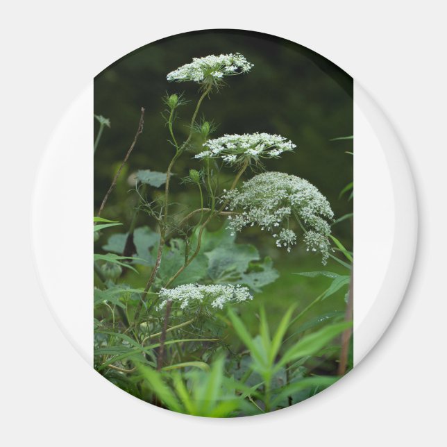 Rundmagnete Magnet (Vorne)