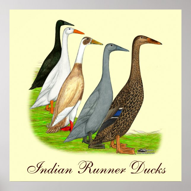 Runner-Duck-Sortiment Poster (Vorne)