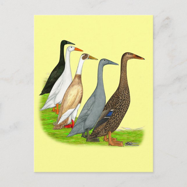 Runner-Duck-Sortiment Postkarte (Vorderseite)