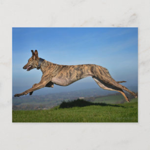 Running Brindled Lurcher Greyhound Cross Postkarte