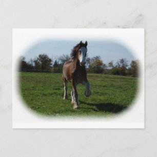 Running Clydesdale Postkarte