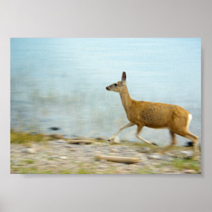 Running Doe Print Poster