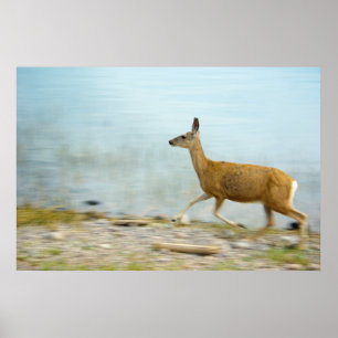 Running Doe Print Poster