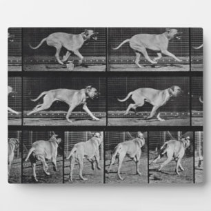 Running Dog, plaque 707 de 'Animal Locomotion', 1